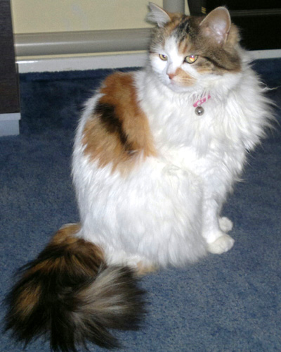 Missing Cat